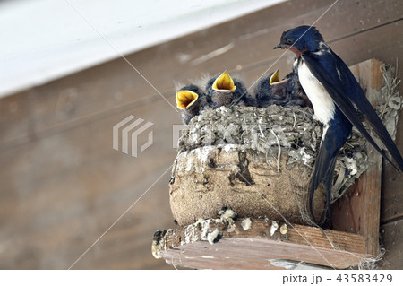 燕の子育て 燕の子育て 43583429