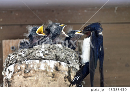 燕の子育て 43583430