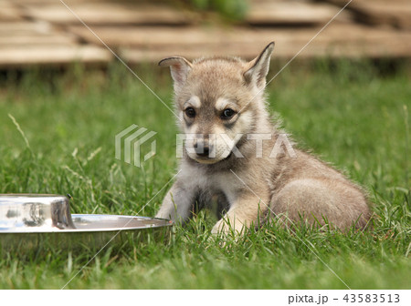 Saarloos wolfhound puppy with bowl 43583513