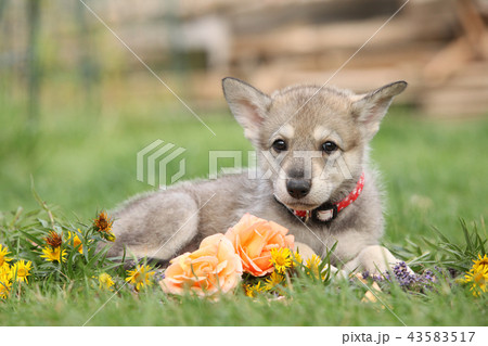 Puppy of Saarloos Wolfhound with flower 43583517