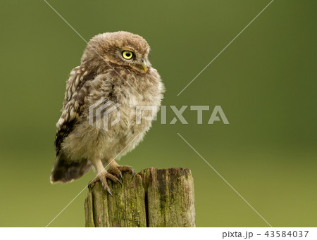 Juvenile Little owl perching on a post 43584037
