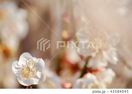 梅の花 43584045