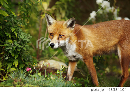 Red fox standing in the garden with flowers 43584104