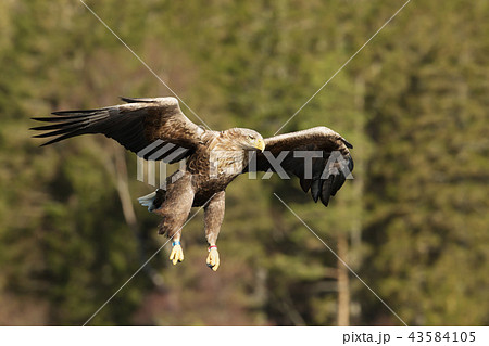 Close-up of a White-tailed sea Eagle in flight 43584105