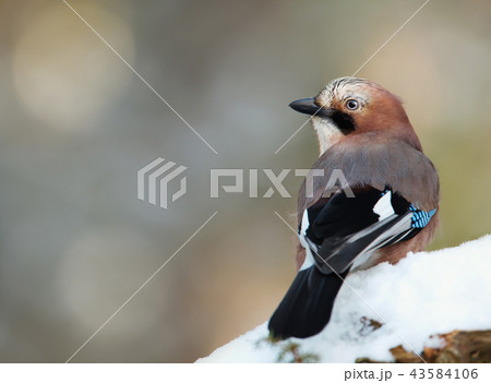 Eurasian Jay perching on a tree branch in winter 43584106