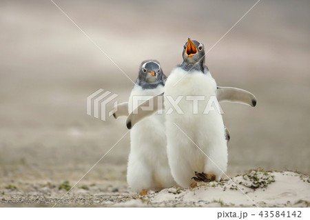 Gentoo penguin chick chasing its sibling  43584142