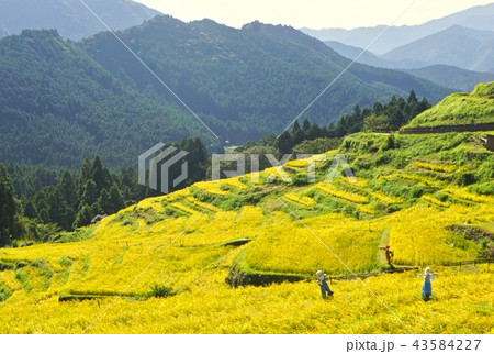 棚田の案山子 丸山千枚田 三重県熊野市紀和町丸山地区 棚田の案山子 丸山千枚田 三重県熊野市紀和町丸山地区 43584227