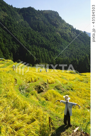 丸山千枚田の秋　三重県熊野市紀和町丸山地区 43584503