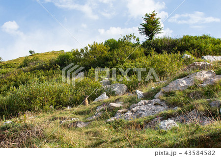 marmot in the rocks, Alps in Italy 43584582