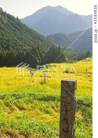 丸山千枚田の秋 三重県熊野市紀和町丸山地区 丸山千枚田の秋 三重県熊野市紀和町丸山地区 43584636