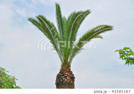 Palm tree and leaves Palm tree and leaves 43585167
