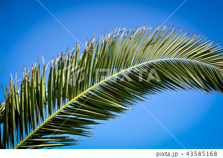 Palm tree and leaves Palm tree and leaves 43585168