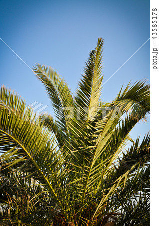 Palm tree and leaves Palm tree and leaves 43585178
