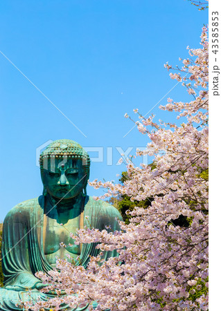 鎌倉大仏 桜 鎌倉大仏 桜 43585853