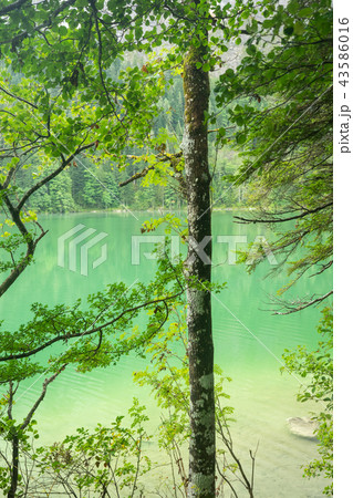 Beautiful lake in Austria, Gleinkersee in Austria Beautiful lake in Austria, Gleinkersee in Austria 43586016