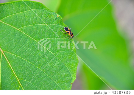 緑の散歩 43587339