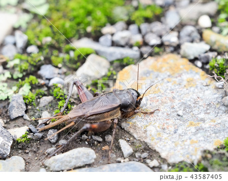 エンマコオロギ 43587405