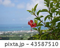 石垣市内とハイビスカス 43587510