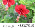 恥じらいの赤 43587515