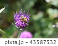 アザミ大好き 43587532