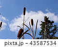 遊ぼう！ 43587534