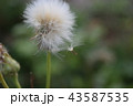 いざ往かん 43587535