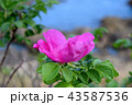 悲しくそして美しく 43587536