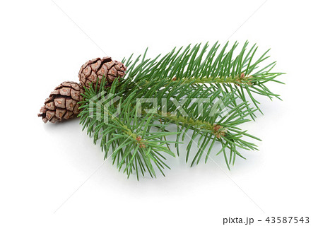 Fir tree branch and cones isolated 43587543