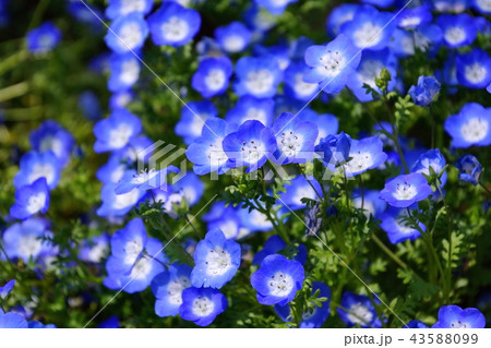 花　ネモフィラ ／ 瑠璃唐草　（ 栃木県 足利市 ） 43588099