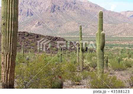 アリゾナのサボテン　弁慶柱　サワロ 43588123