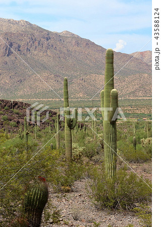 アリゾナのサボテン　弁慶柱　サワロ 43588124