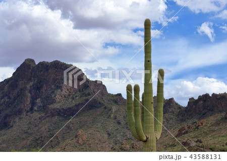 アリゾナのサボテン　弁慶柱　サワロ 43588131