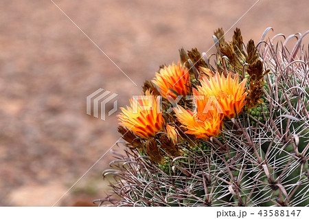 アリゾナのサボテンの花 弁慶柱 サワロ アリゾナのサボテンの花 弁慶柱 サワロ 43588147