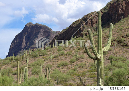 アリゾナのサボテン　弁慶柱　サワロ 43588165