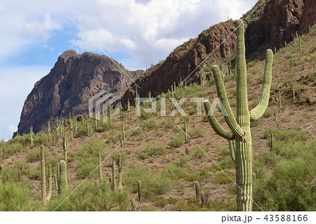 アリゾナのサボテン　弁慶柱　サワロ 43588166