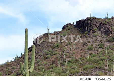アリゾナのサボテン　弁慶柱　サワロ 43588175