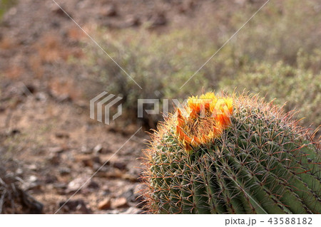アリゾナのサボテンの花　弁慶柱　サワロ 43588182