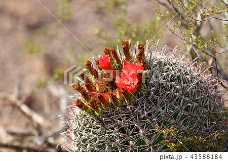 アリゾナのサボテンの花 弁慶柱 サワロ アリゾナのサボテンの花 弁慶柱 サワロ 43588184