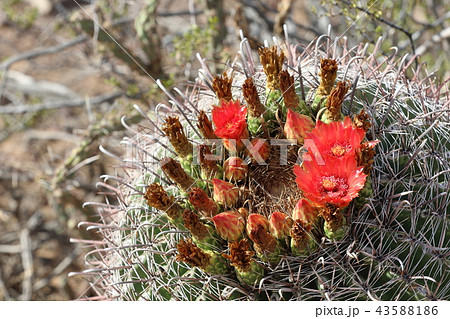 アリゾナのサボテンの花 弁慶柱 サワロ アリゾナのサボテンの花 弁慶柱 サワロ 43588186