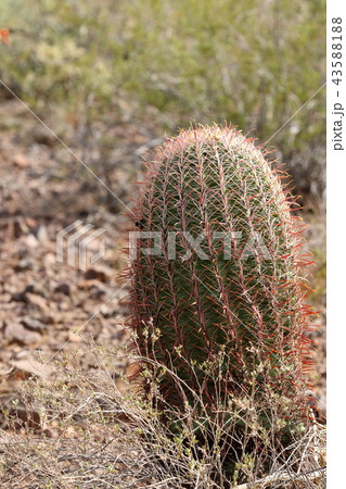 アリゾナのサボテン　弁慶柱　サワロ 43588188