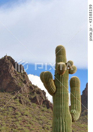 アリゾナのサボテン　弁慶柱　サワロ 43588199