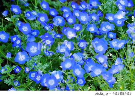 花 ネモフィラ / 瑠璃唐草 ( 栃木県 足利市 ) 花 ネモフィラ / 瑠璃唐草 ( 栃木県 足利市 ) 43588435