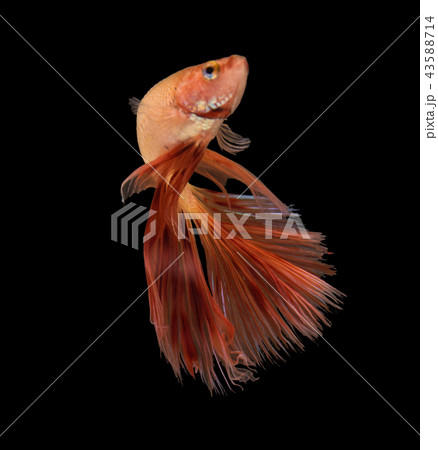 Capture the moving movement of saffron betta fish 43588714