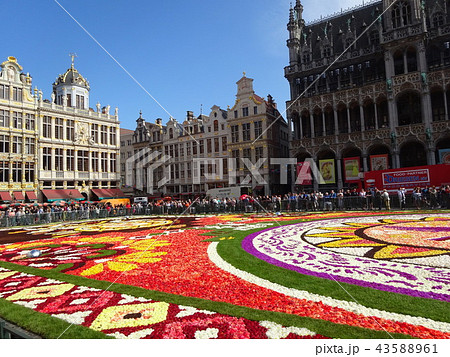 グランパレスの花絨毯 43588961