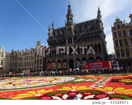 ワイン用ぶどう 43588971