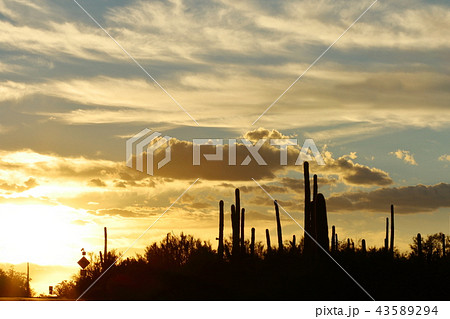 アリゾナのサボテン　弁慶柱　サワロ 43589294