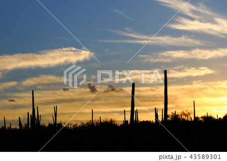 アリゾナのサボテン　弁慶柱　サワロ 43589301