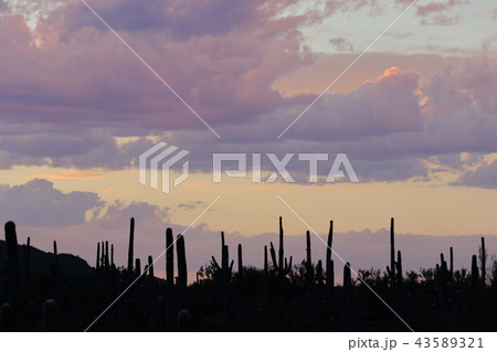 アリゾナのサボテン　弁慶柱　サワロ 43589321