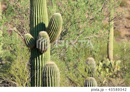 アリゾナのサボテン　弁慶柱　サワロ 43589342