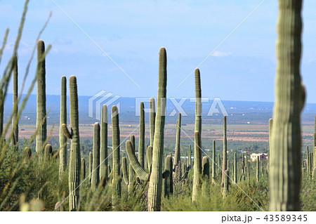 アリゾナのサボテン 弁慶柱 サワロ アリゾナのサボテン 弁慶柱 サワロ 43589345